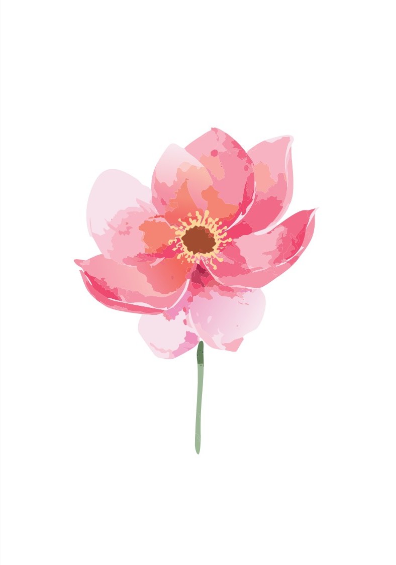 Pink Anemone cover