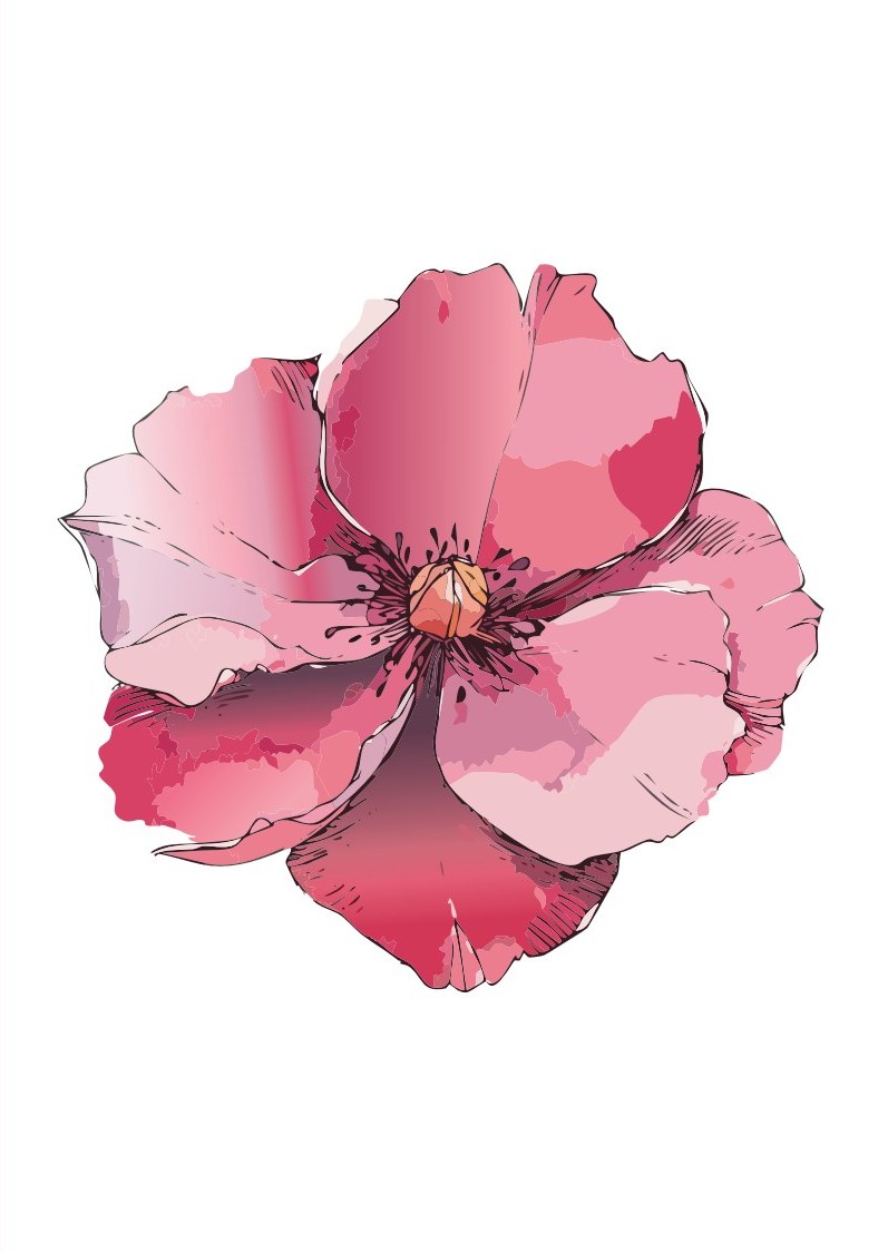 Pink Wild Rose cover